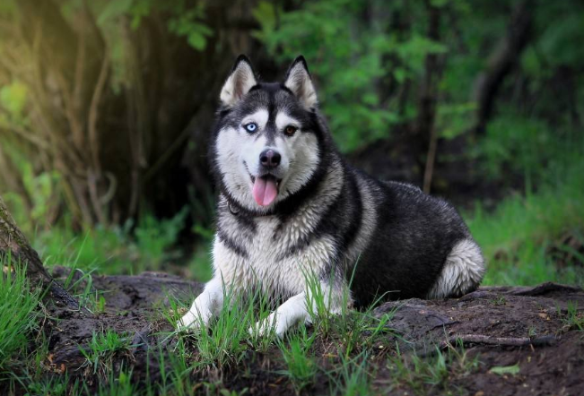 哈士奇是牧羊犬吗（为什么不能养哈士奇的五个理由）