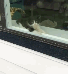 哈人的猫是怎么回事（小猫为什么会突然变得很凶呢）